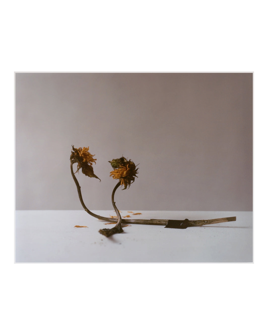 Dead Sunflower