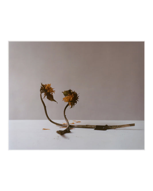 Dead Sunflower