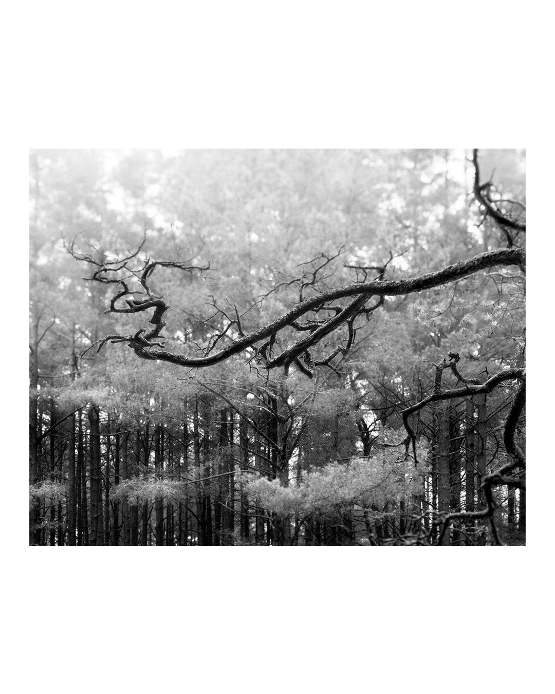 Baltic pine