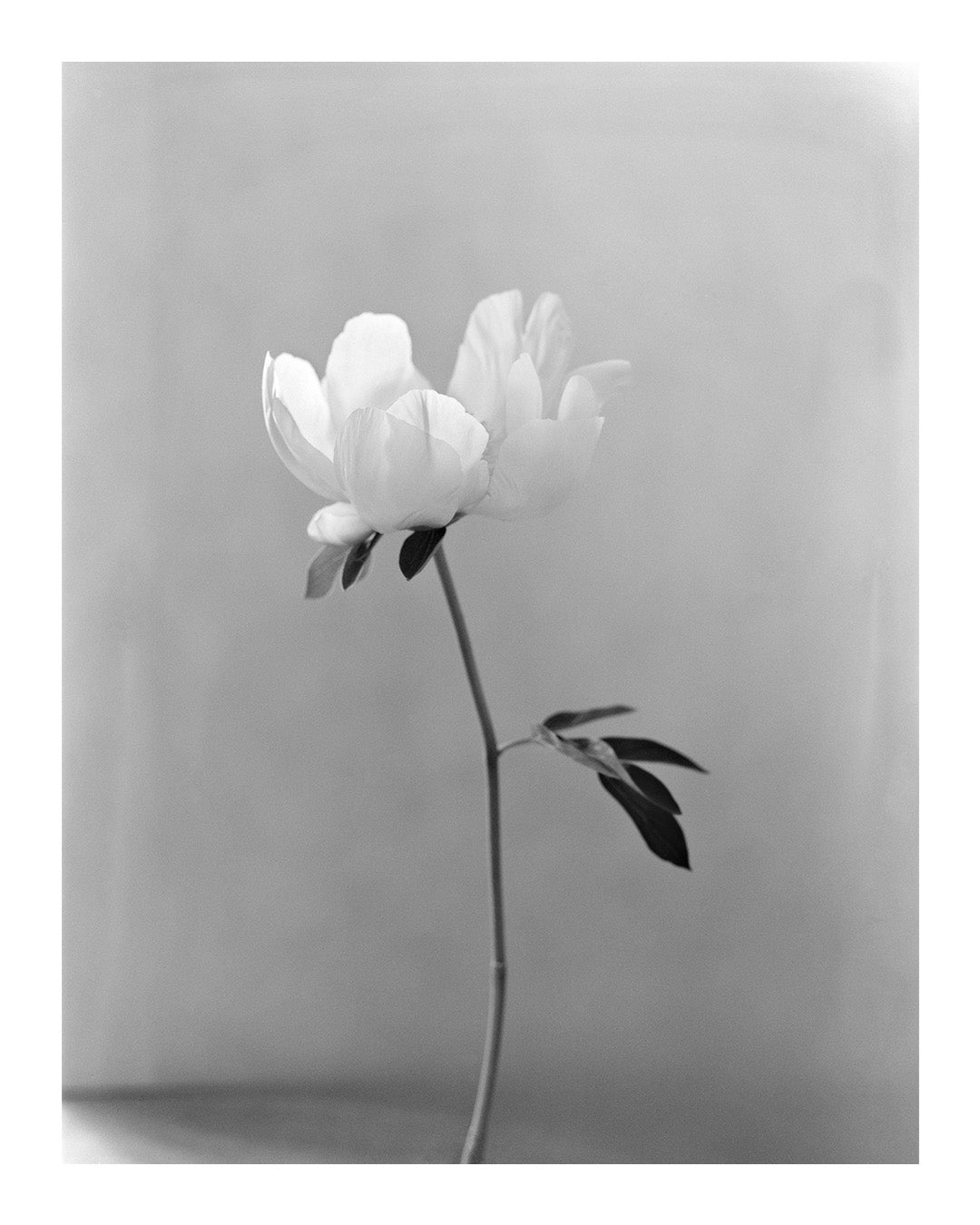 Peony