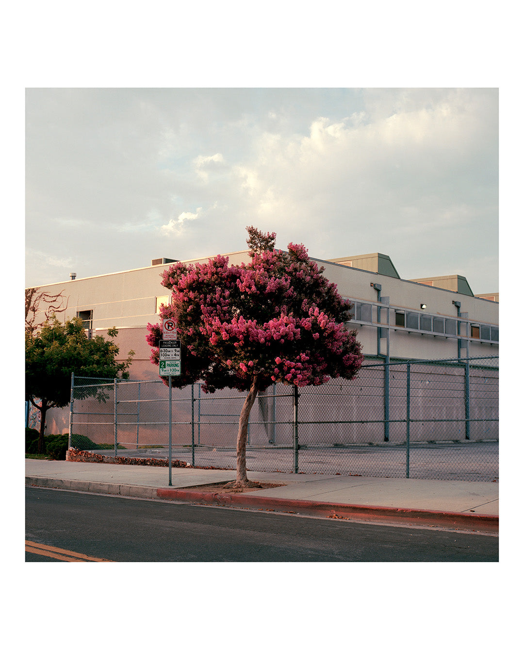 Pink Tree, LA